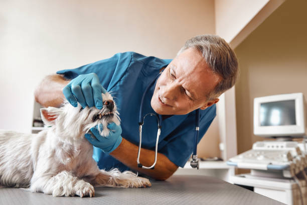 Best Emergency Denture Repair in Windermere, FL